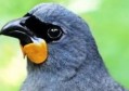 南岛kōkako，曾经被认为已经灭绝，可能在南岛发现
